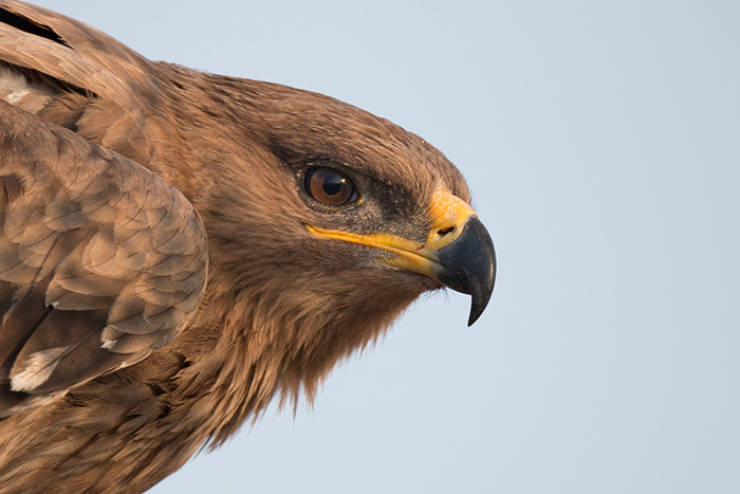Dead Eagle’s GPS Tracking Shows His Travels Over A Period Of A Year