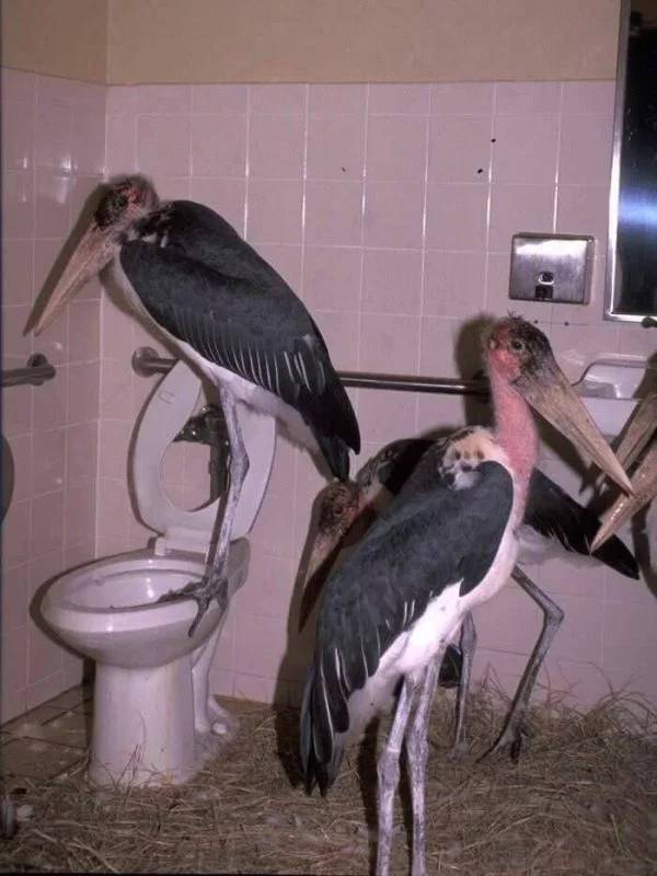 These Are Definitely Not The Best Toilets…