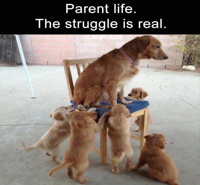 funny picdump 50 pics 3.html - 50 HD Photos | Premium Gallery 2019