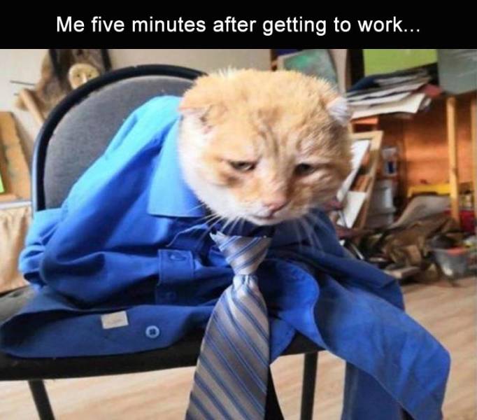 funny picdump 50 pics 3.html - 50 HD Photos | Premium Gallery 2019