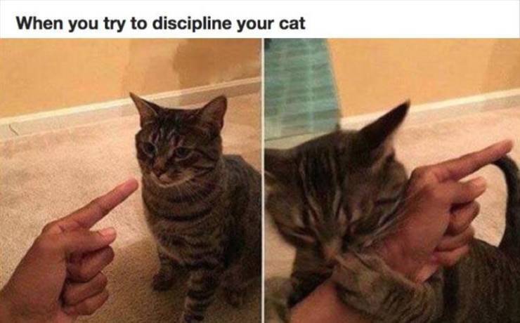 funny picdump 50 pics 3.html - 50 HD Photos | Premium Gallery 2019