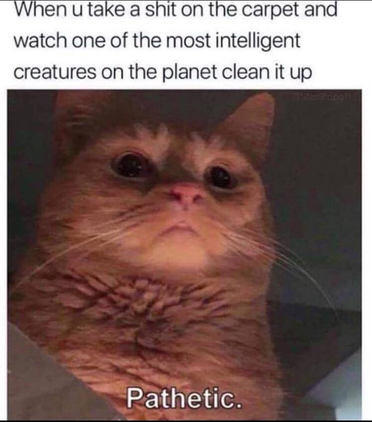 funny picdump 50 pics 3.html - 50 HD Photos | Premium Gallery 2019