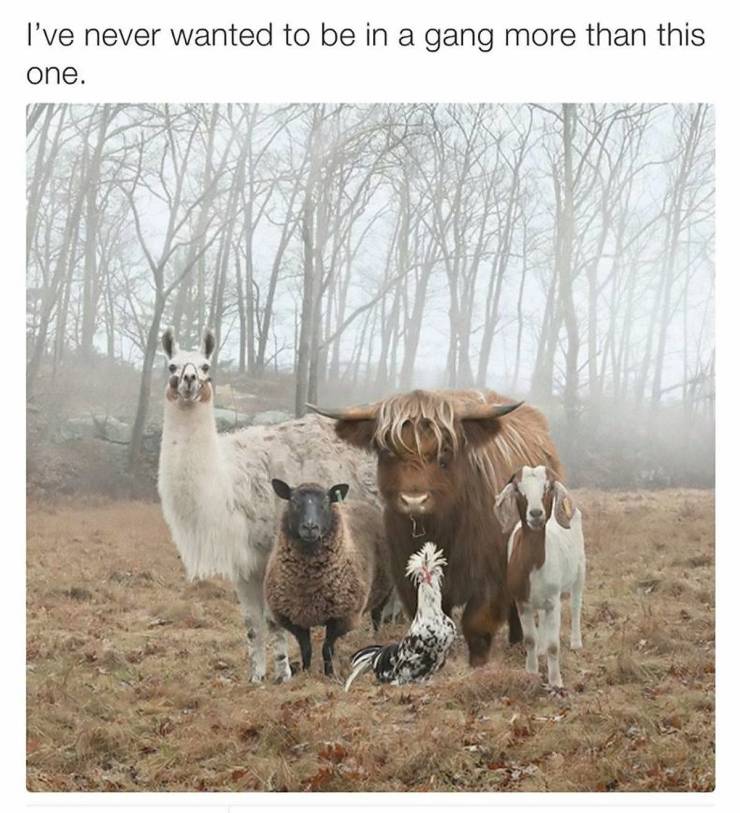 funny picdump 54 pics 25.html - 54 HD Photos | Premium Gallery 2019