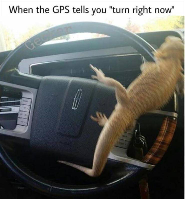 funny picdump 54 pics 8.html - 54 HD Photos | Premium Gallery 2019