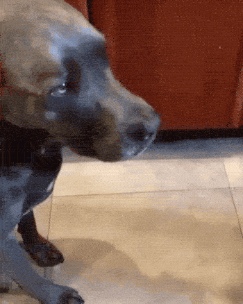 fail gifs are both hilarious and educational 36 gifs 11.html - 1 HD GIF | Premium Gallery 2019