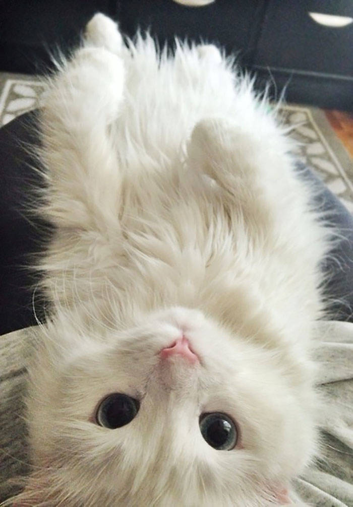 They Said They Didn’t Want A Cat…