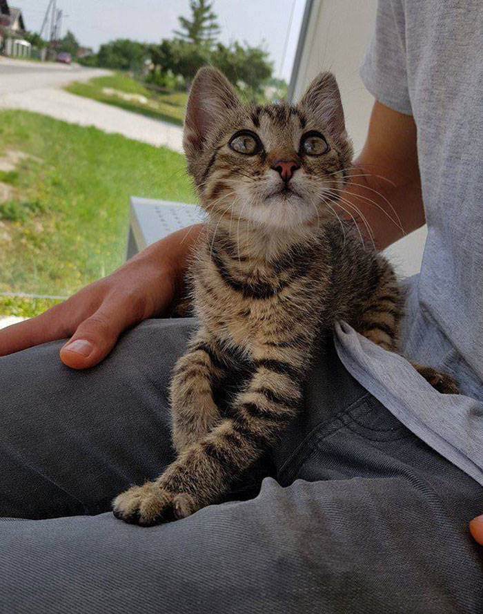 They Said They Didn’t Want A Cat…