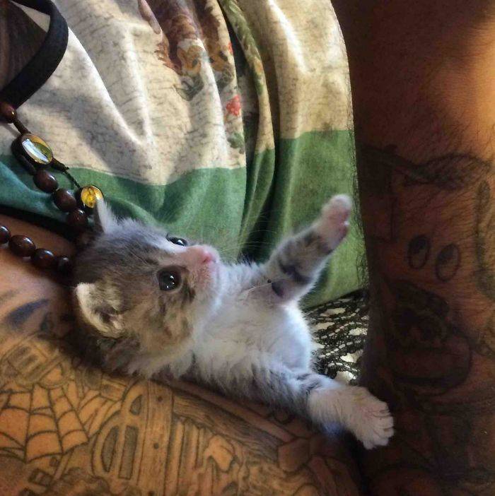 They Said They Didn’t Want A Cat…