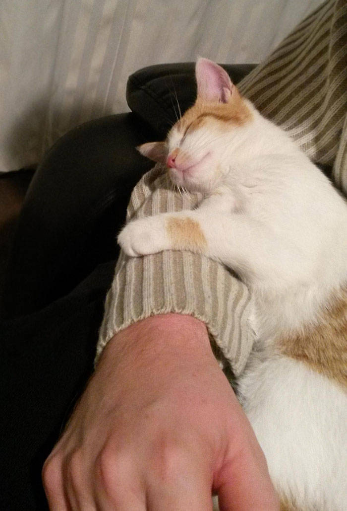 They Said They Didn’t Want A Cat…