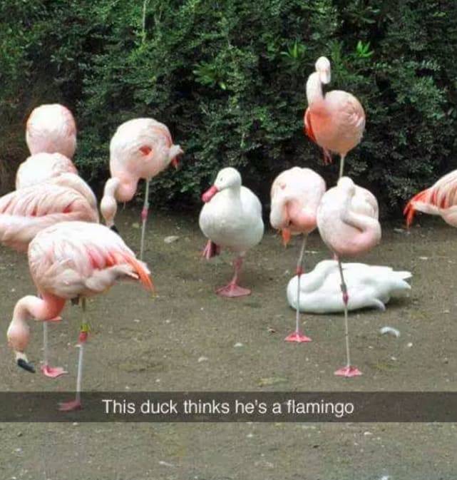 the funniest stuff internet could provide 100 pics 5.html - 100 HD Photos | Premium Gallery 2019