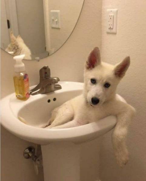 page,2,top 100 animals pics of the year 2019.html - 1 HD Photos | Premium Gallery 2019