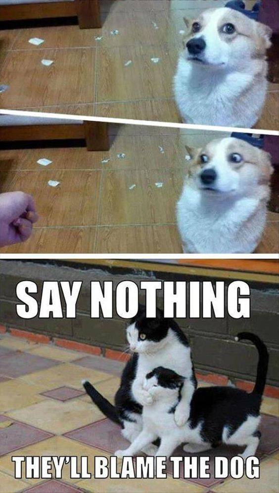 funny picdump 54 pics 2.html - 54 HD Photos | Premium Gallery 2019