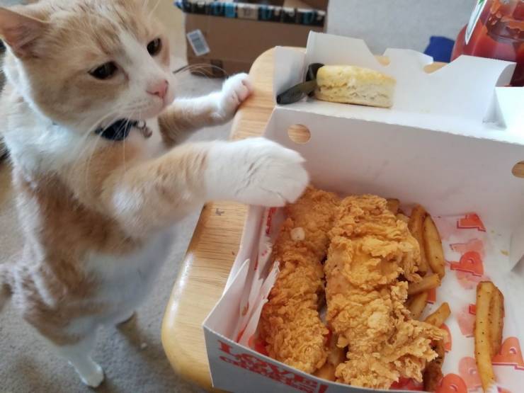 Daily Picdump