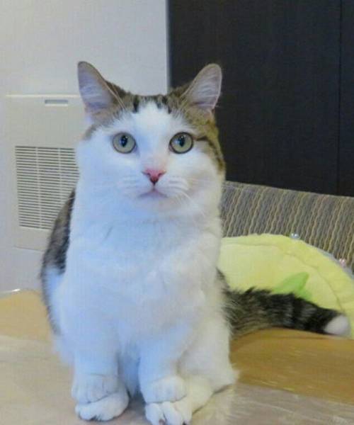 page,2,top 100 animals pics of the year 2019.html - 1 HD Photos | Premium Gallery 2019