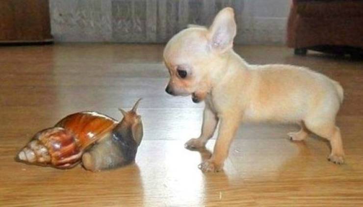 top 100 animals pics of the year 2019.html - 1 HD Photos | Premium Gallery 2019