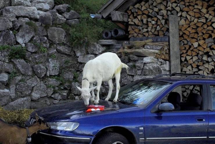 daily picdump 102 pics 38.html - 102 HD Photos | Premium Gallery 2019