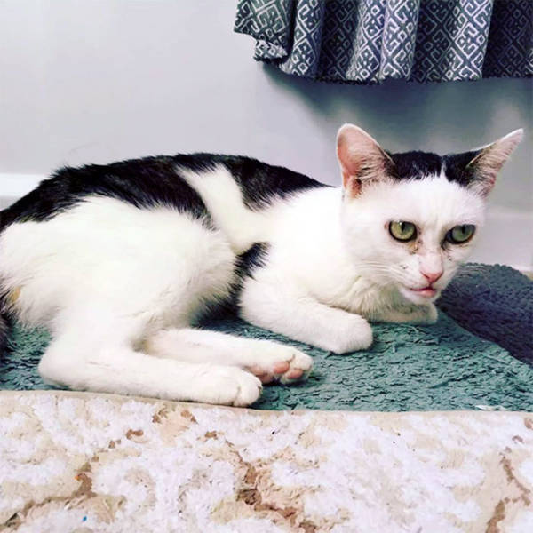 Is This Cat The Real Steve Buscemi?!