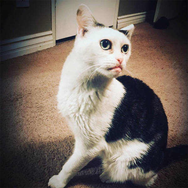 Is This Cat The Real Steve Buscemi?!