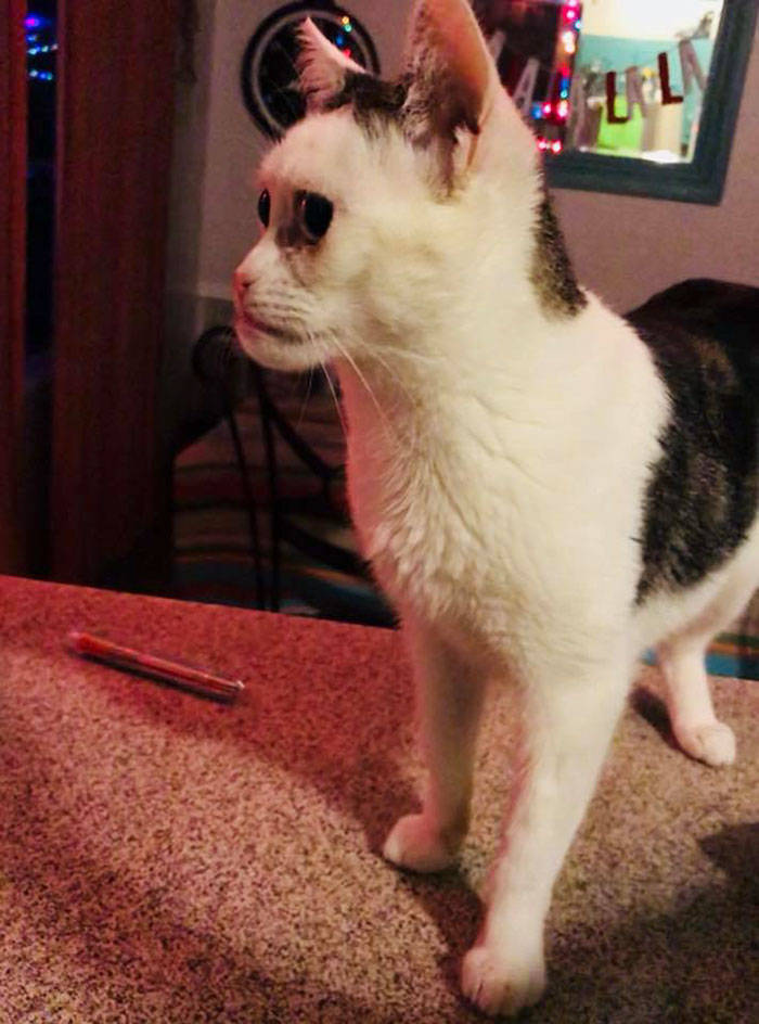 Is This Cat The Real Steve Buscemi?!