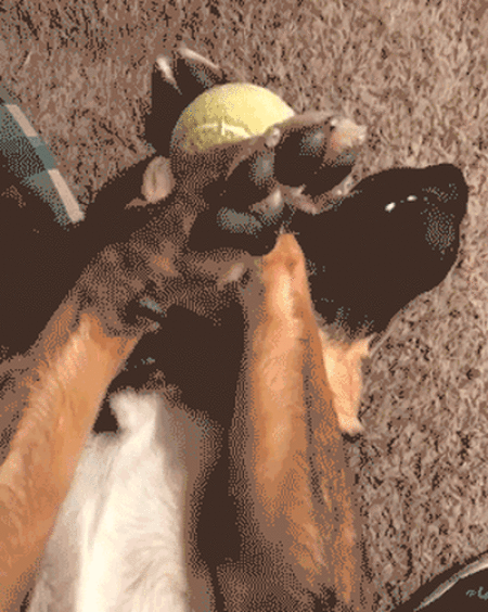 top 100 animals pics of the year 2019.html - 1 HD Photos | Premium Gallery 2019