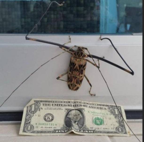 And On To The Nopetown We Go