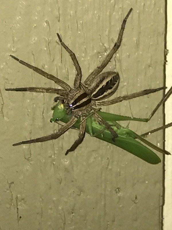 And On To The Nopetown We Go