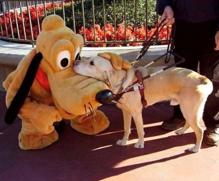 top 100 animals pics of the year 2019.html - 1 HD Photos | Premium Gallery 2019