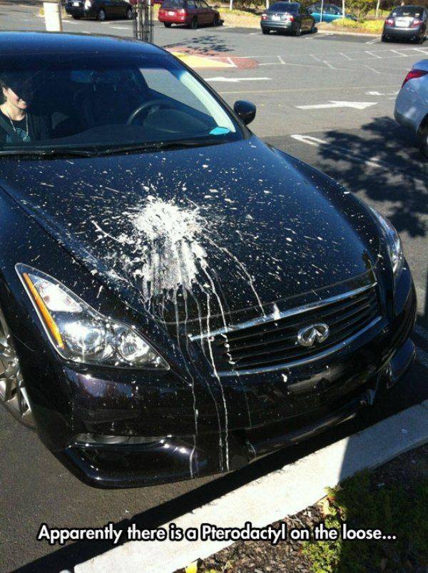 Daily Picdump