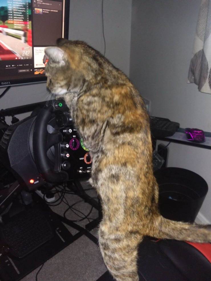 Daily Picdump