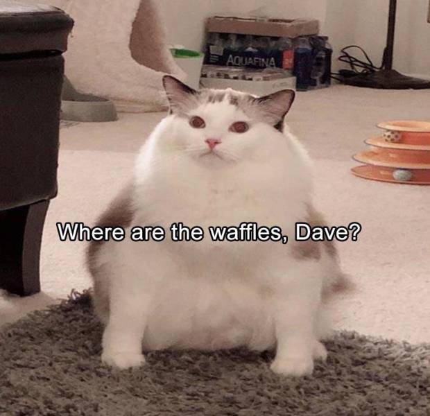 funny picdump 52 pics 10.html - 52 HD Photos | Premium Gallery 2019