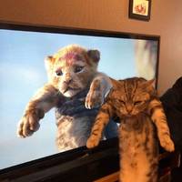 none can resist these girls 15 gifs.html - 1 HD GIF | Premium Gallery 2020