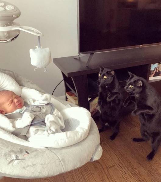 top 100 animals pics of the year 2019.html - 1 HD Photos | Premium Gallery 2019