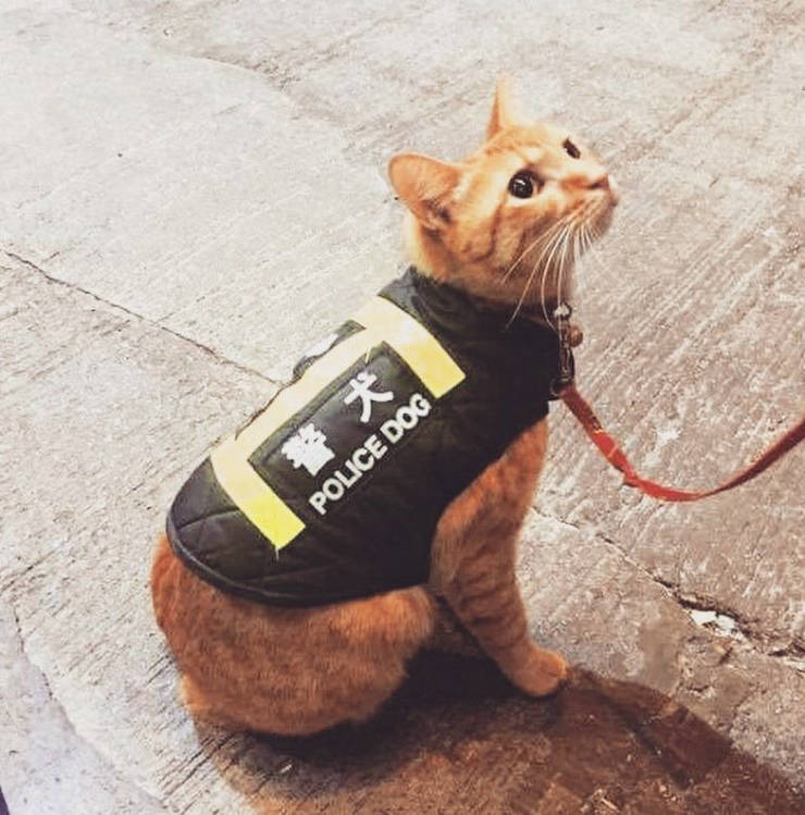 Morning Picdump