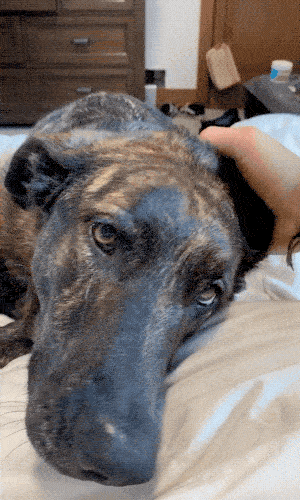 Pet Me! PET ME HUMAN!