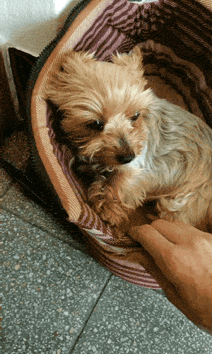 Pet Me! PET ME HUMAN!