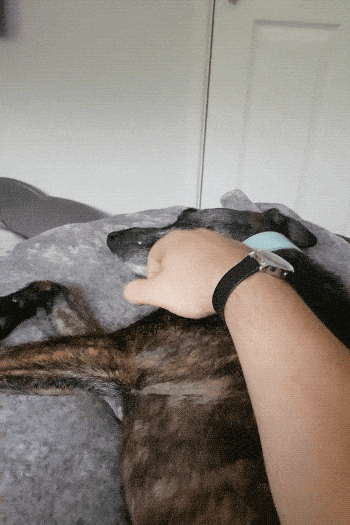 Pet Me! PET ME HUMAN!