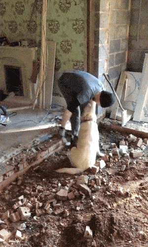 Pet Me! PET ME HUMAN!