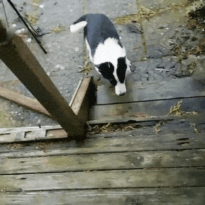 Pet Me! PET ME HUMAN!