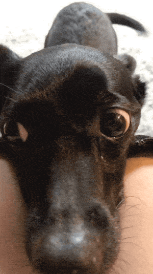 Pet Me! PET ME HUMAN!