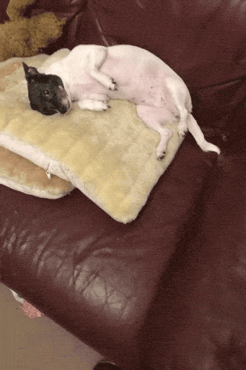 Pet Me! PET ME HUMAN!