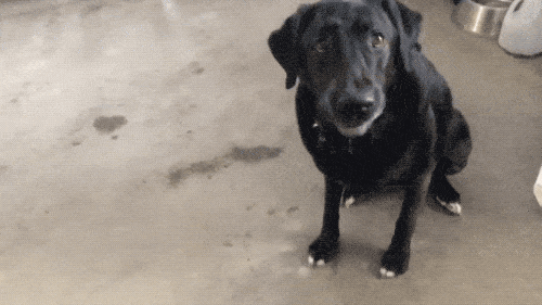 Pet Me! PET ME HUMAN!