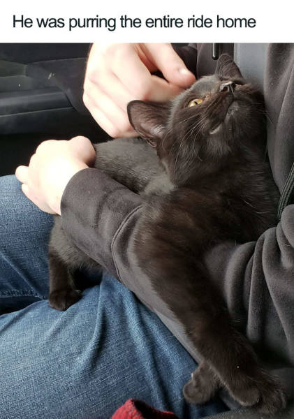 page,2,top 100 animals pics of the year 2019.html - 1 HD Photos | Premium Gallery 2019