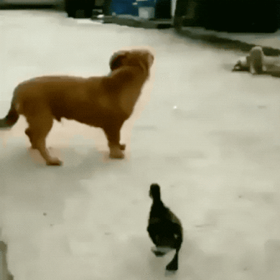 page,4,top 100 animals pics of the year 2019.html - 1 HD Photos | Premium Gallery 2019