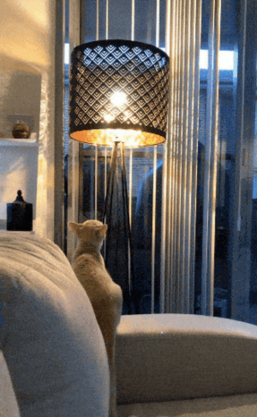 page,4,top 100 animals pics of the year 2019.html - 1 HD Photos | Premium Gallery 2019