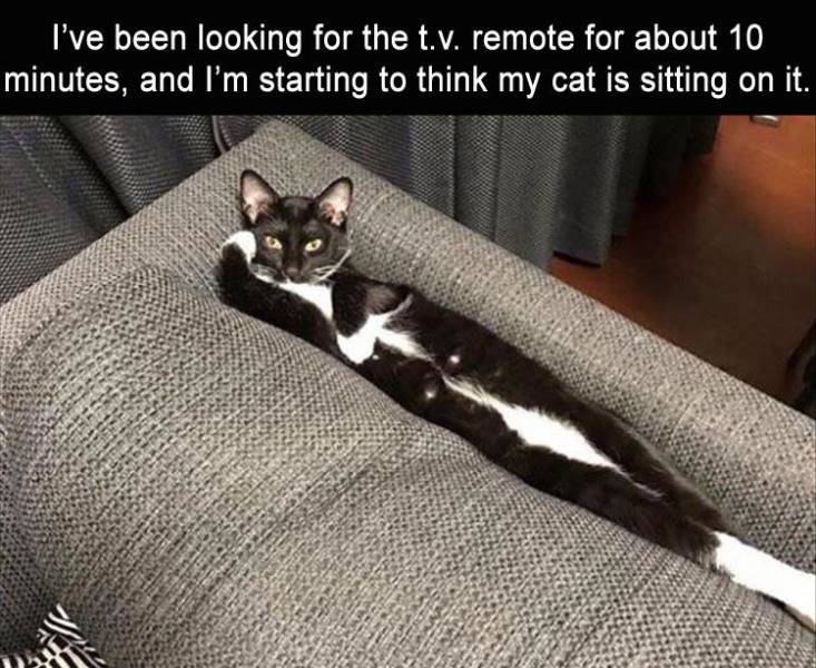 funny picdump 52 pics 3.html - 52 HD Photos | Premium Gallery 2019
