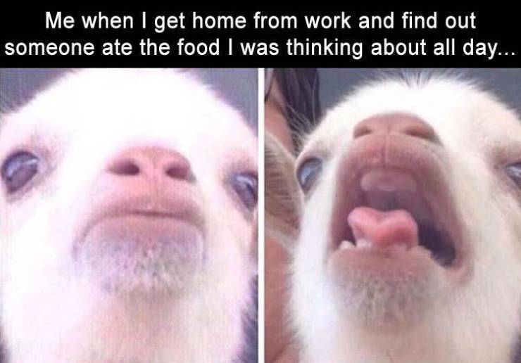 funny picdump 52 pics 3.html - 52 HD Photos | Premium Gallery 2019