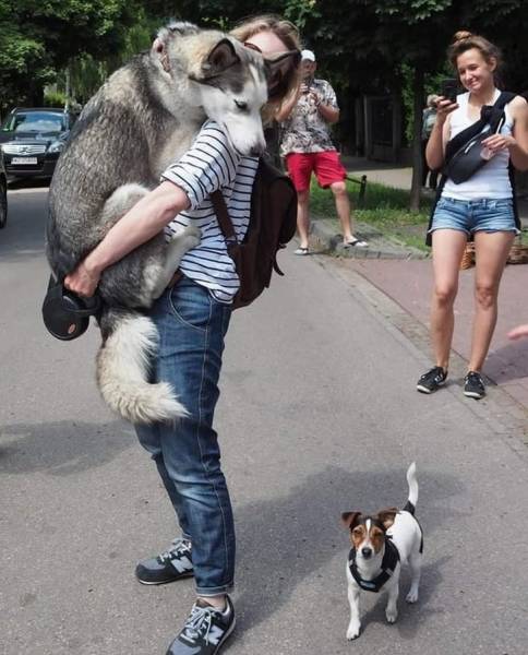 page,4,top 100 animals pics of the year 2019.html - 1 HD Photos | Premium Gallery 2019