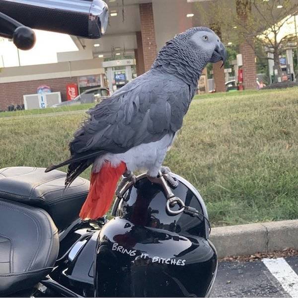 Hard-to-explain WTF Photos