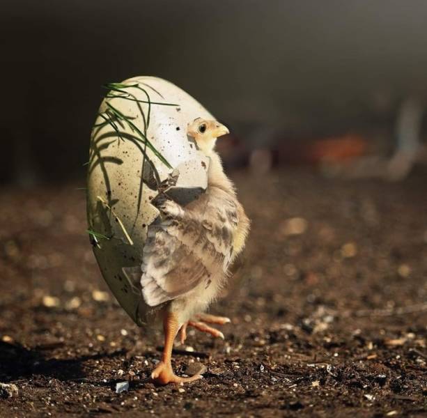 page,4,top 100 animals pics of the year 2019.html - 1 HD Photos | Premium Gallery 2019