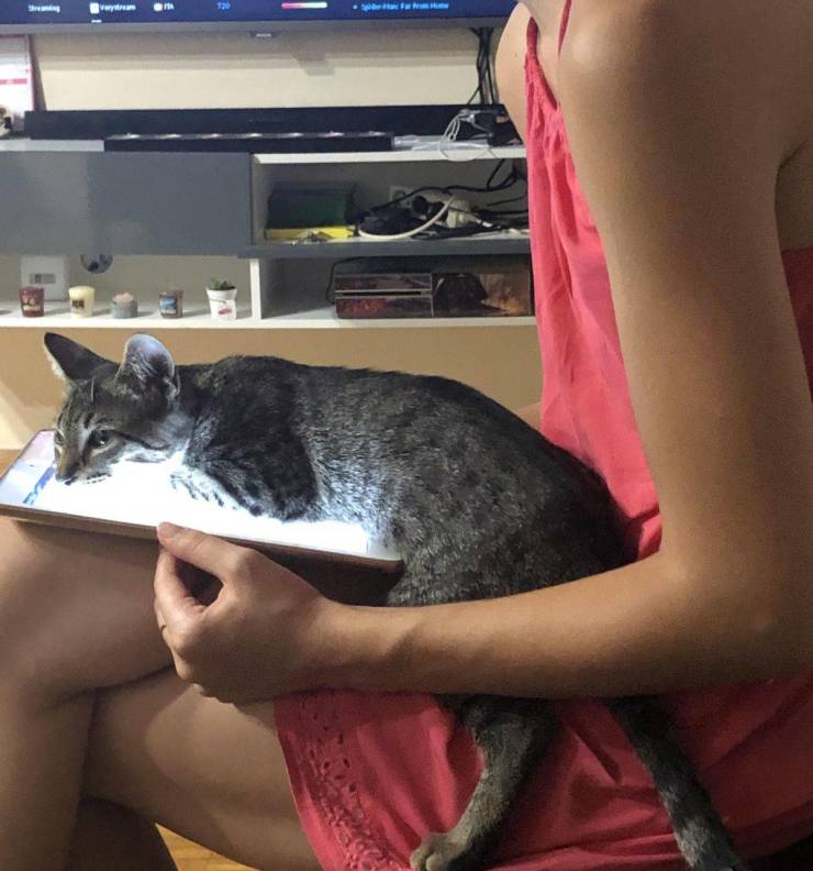 Daily Picdump